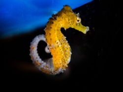 Seahorses have settled down in  the Japan Sea Exhibit